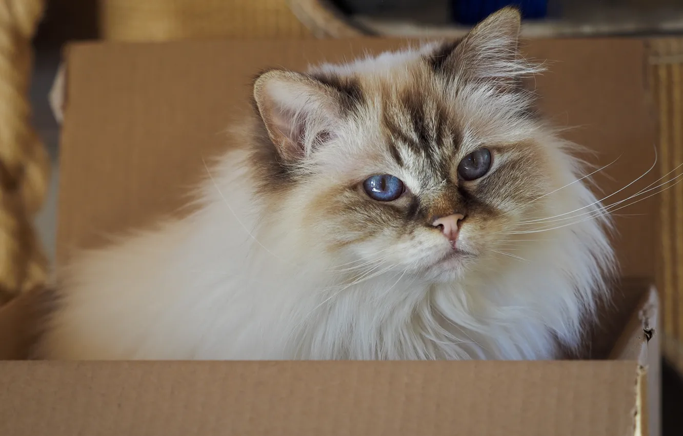 Photo wallpaper cat, cat, look, pose, box, portrait, fluffy, blue eyes