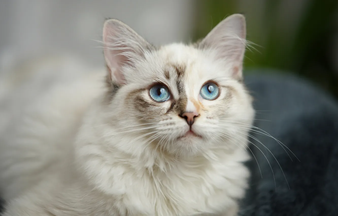 Photo wallpaper cat, look, fluffy, muzzle, blue eyes, cat