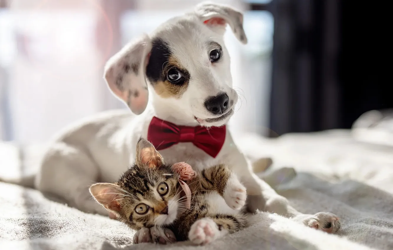 Photo wallpaper cat, look, each, dog, puppy, kitty, face, a couple