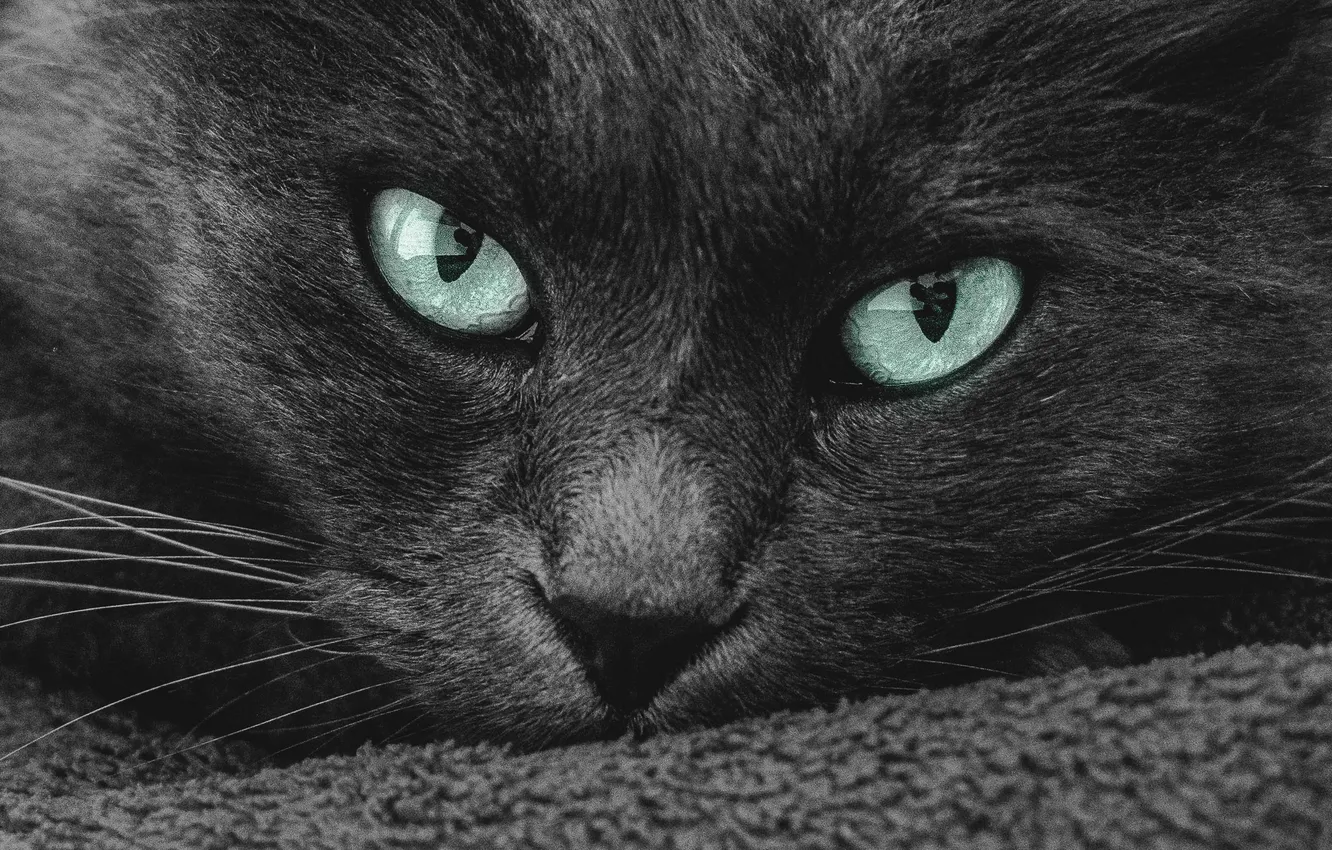 Photo wallpaper Look, Cat, Cat, Eyes, Face, Closeup