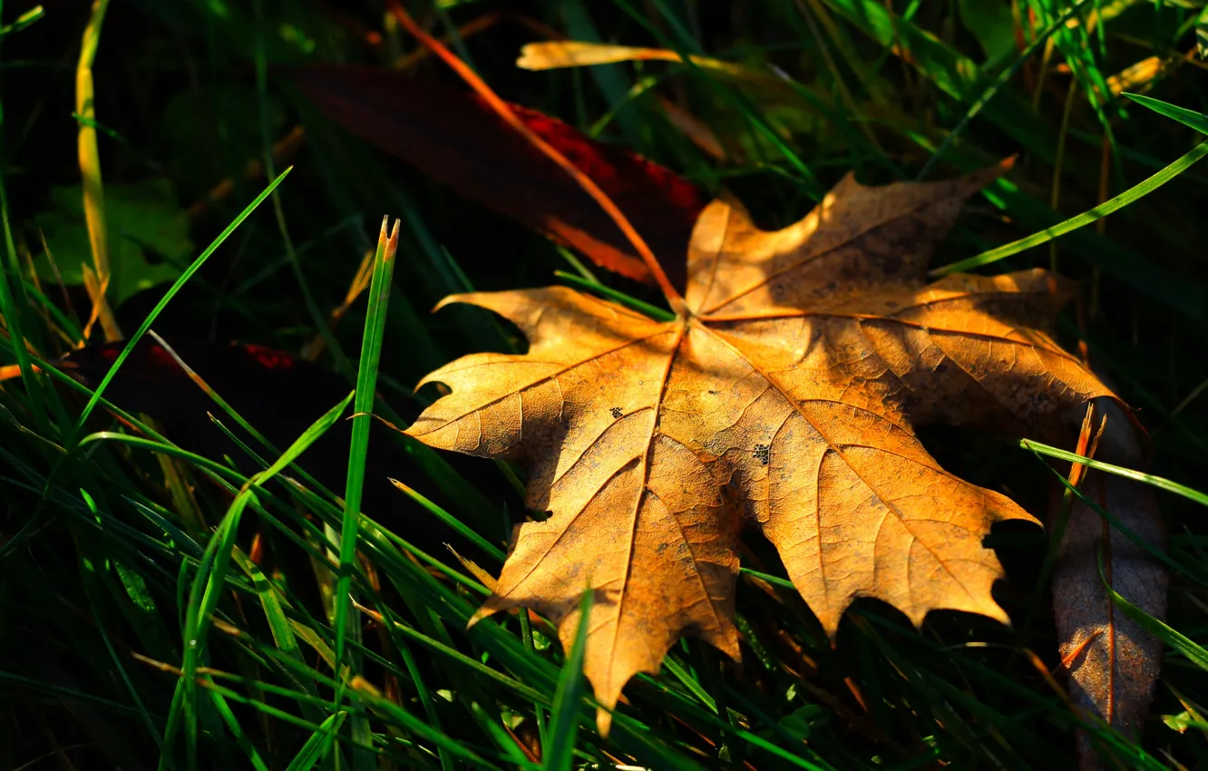 Photo wallpaper autumn, macro, leaf