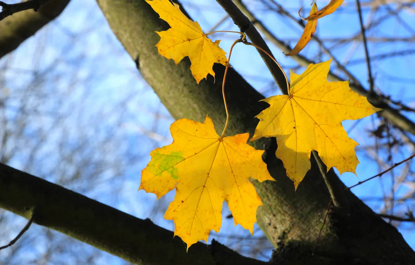 Photo wallpaper autumn, tree, leafs, fall