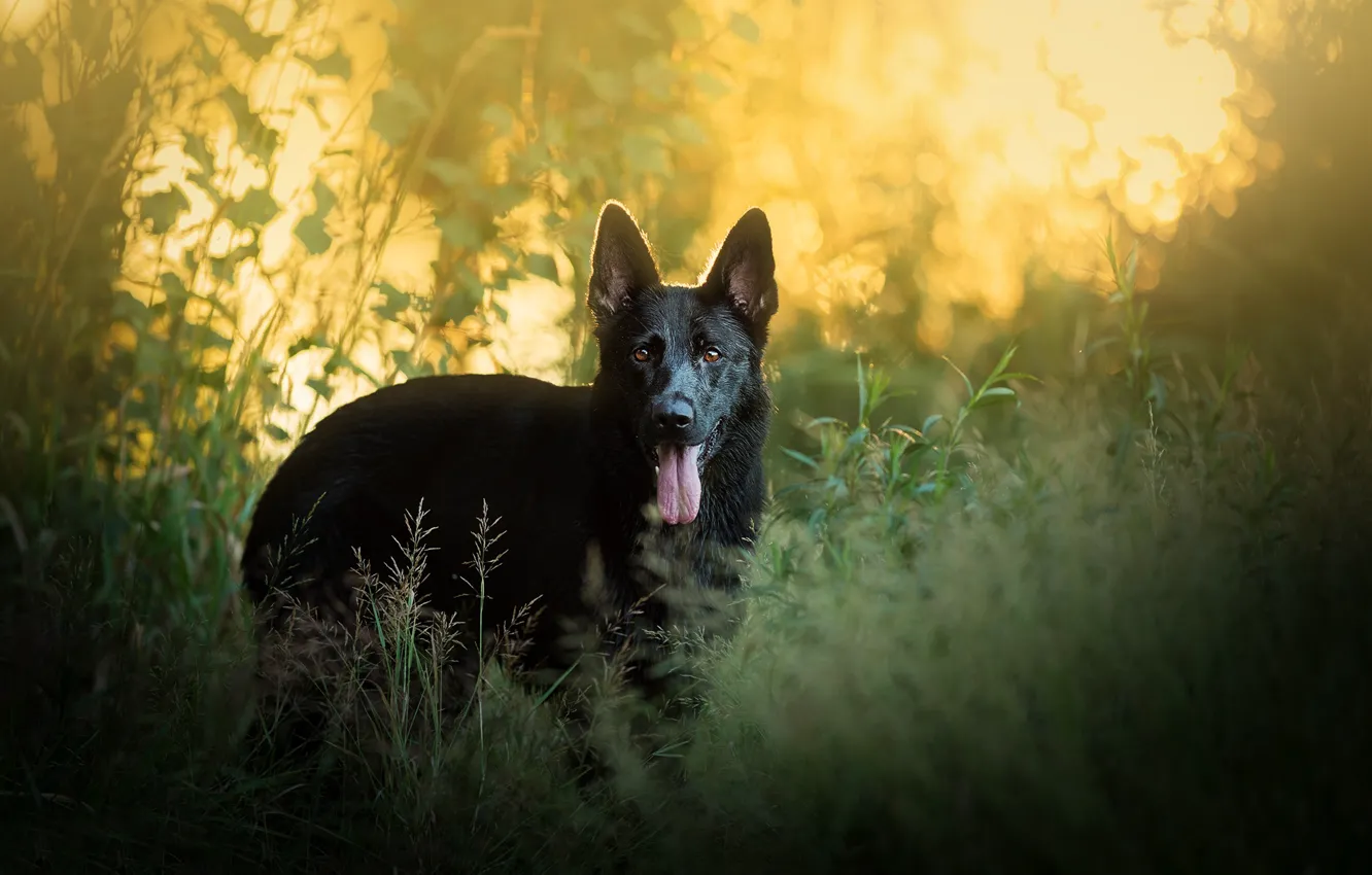 Photo wallpaper grass, dog, German shepherd
