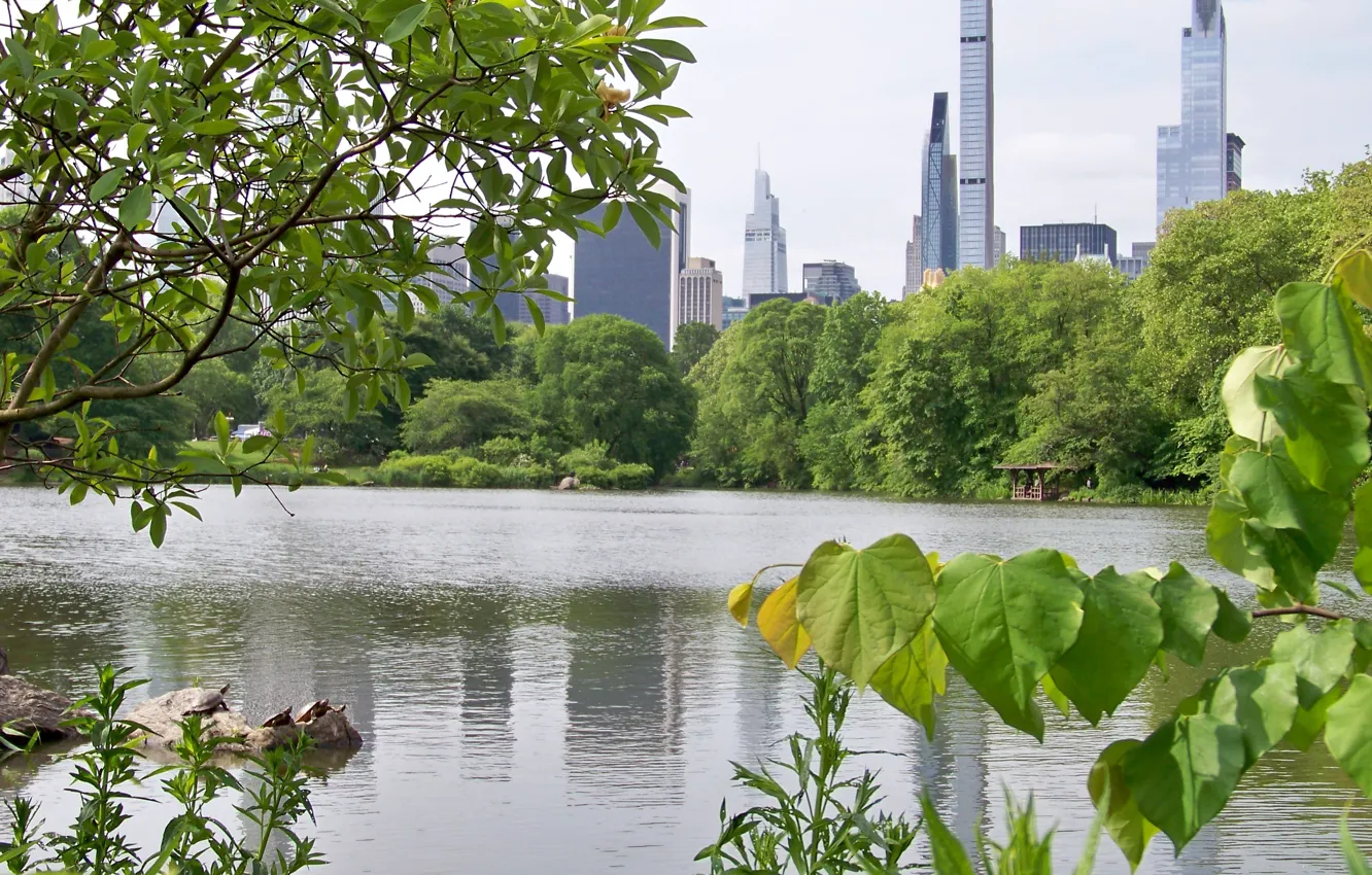 Photo wallpaper Central Park, turtle, new york city • NEW YORK • New - York