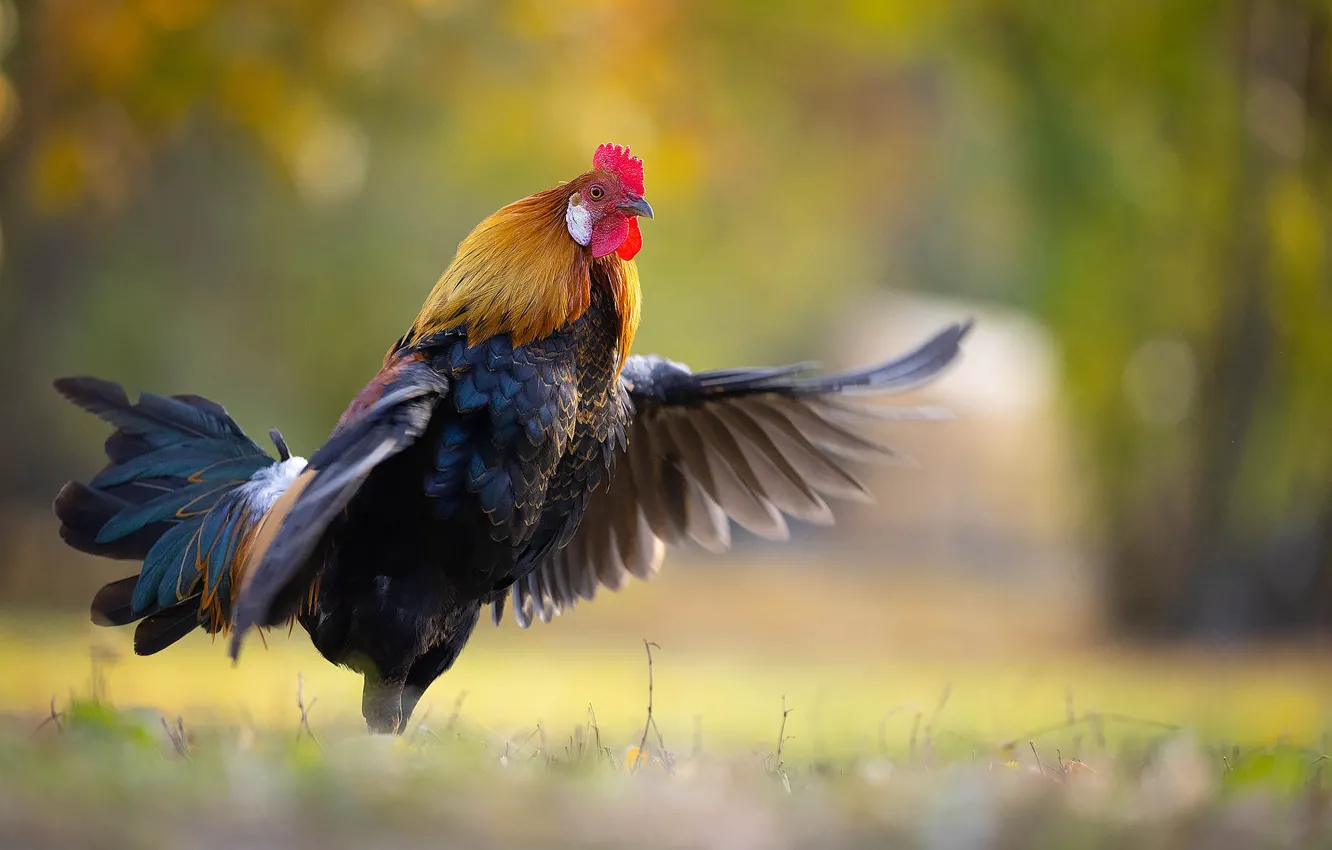 Photo wallpaper light, pose, background, bird, glade, wings, bokeh, cock