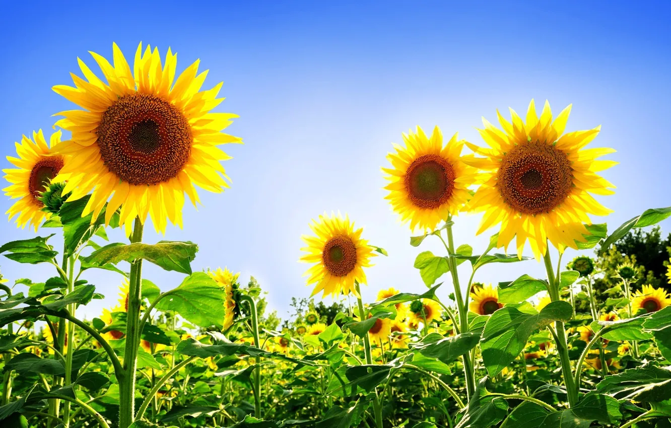 Photo wallpaper field, flower, the sky, sunflower, petals