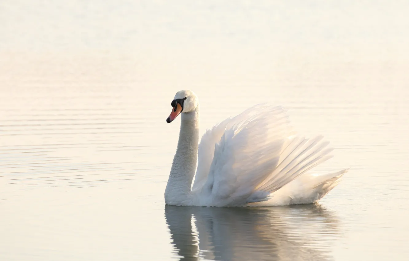 Photo wallpaper white, water, light, bird, swans, pond, swimming
