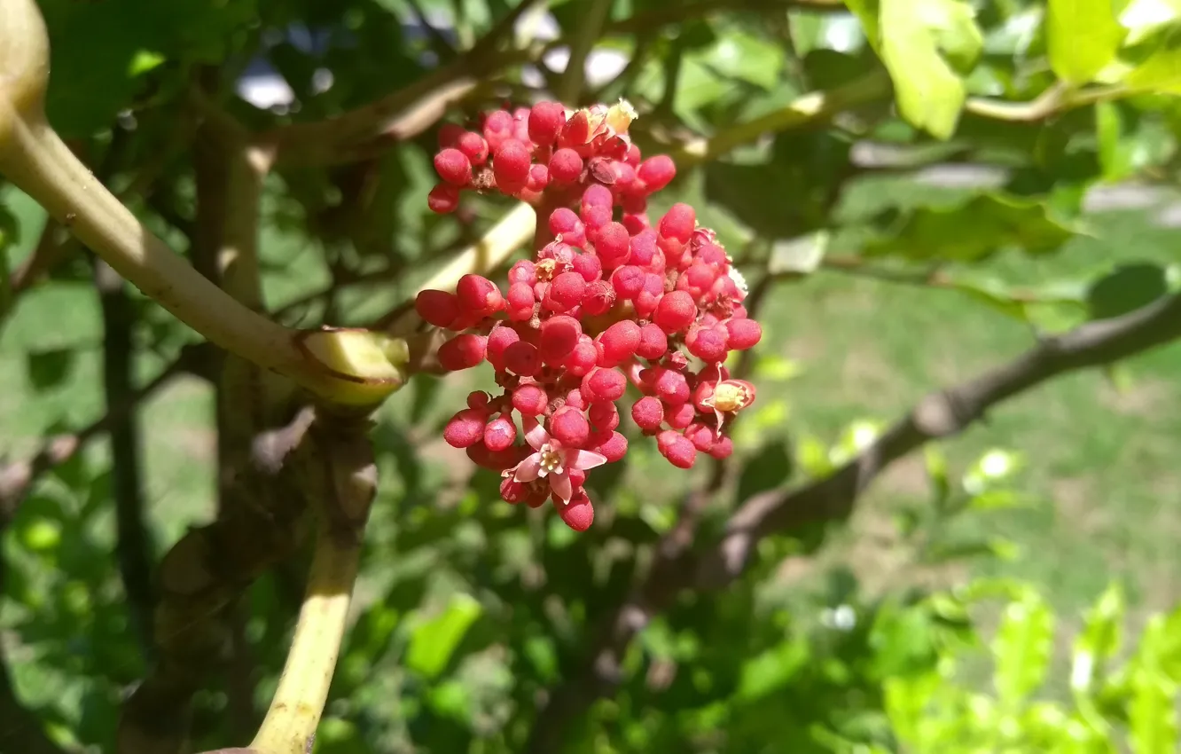 Photo wallpaper flower, pink, leaves, fruit, garden, plant, Red flower