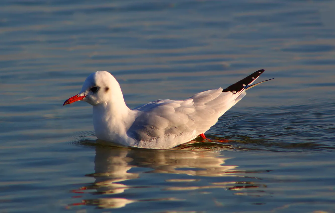 Photo wallpaper sea, water, seagull