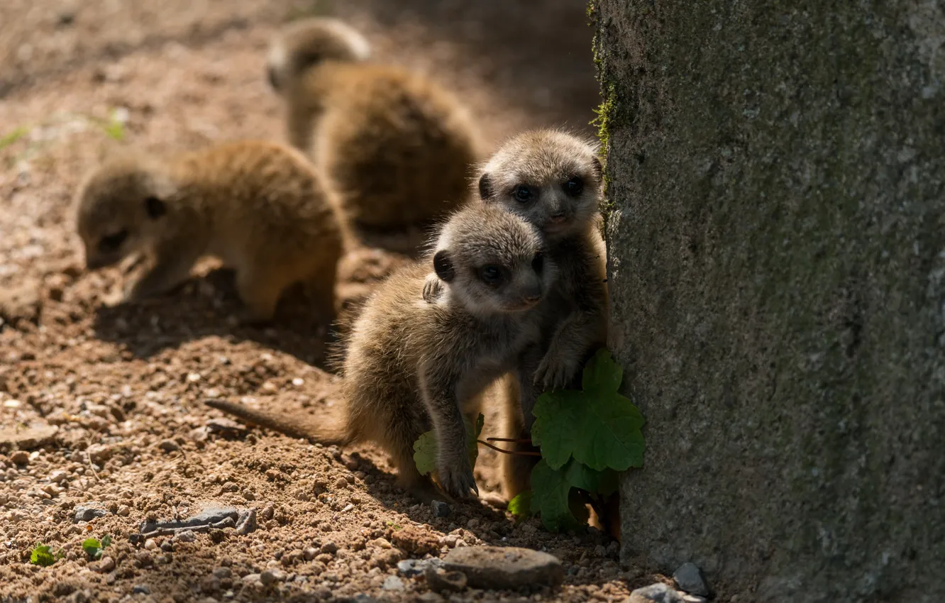 Photo wallpaper pose, two, meerkats, baby, a couple, support, stand, hugs