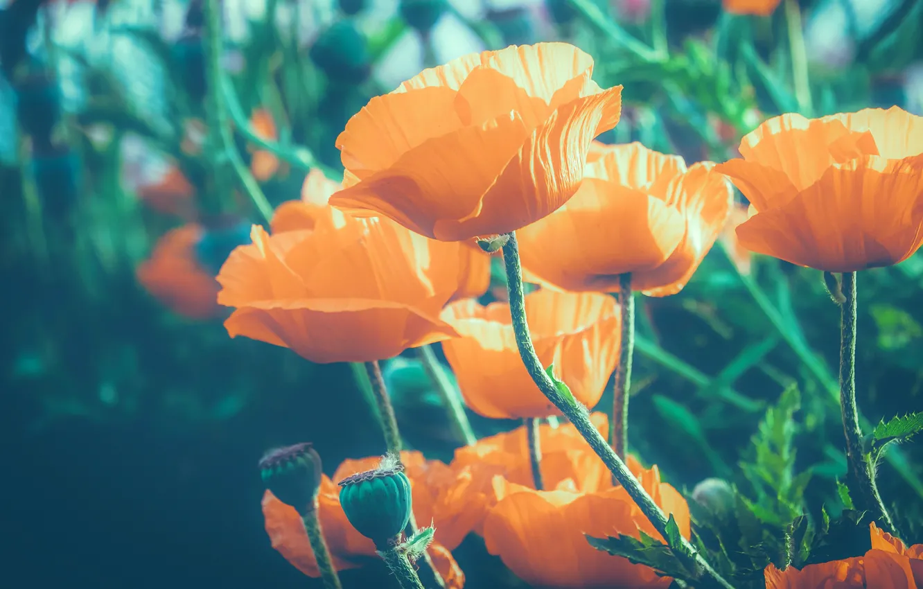 Photo wallpaper macro, light, flowers, orange, Mac, Maki, treatment, green background