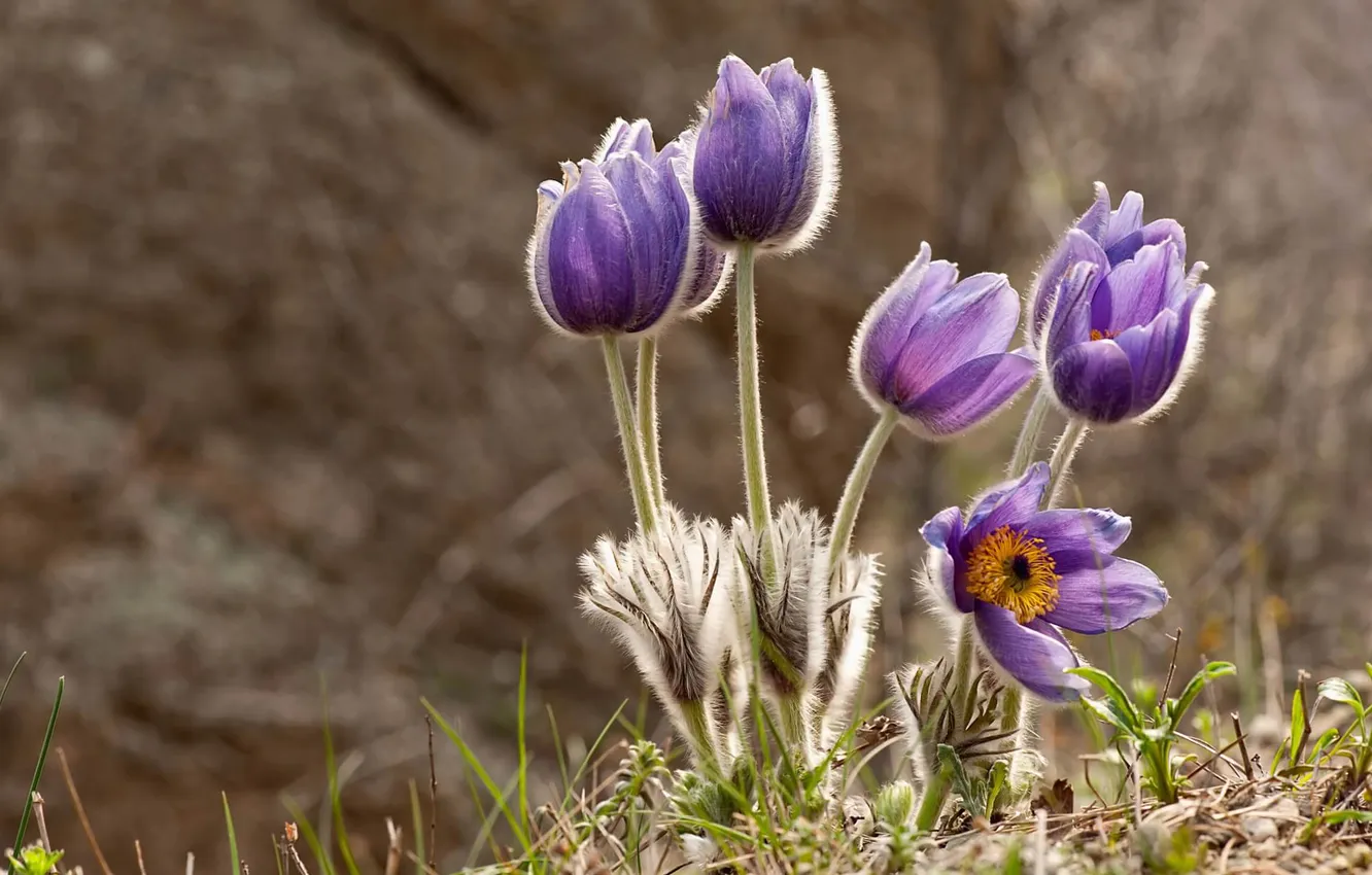 Photo wallpaper flowers, spring, lilac, cross