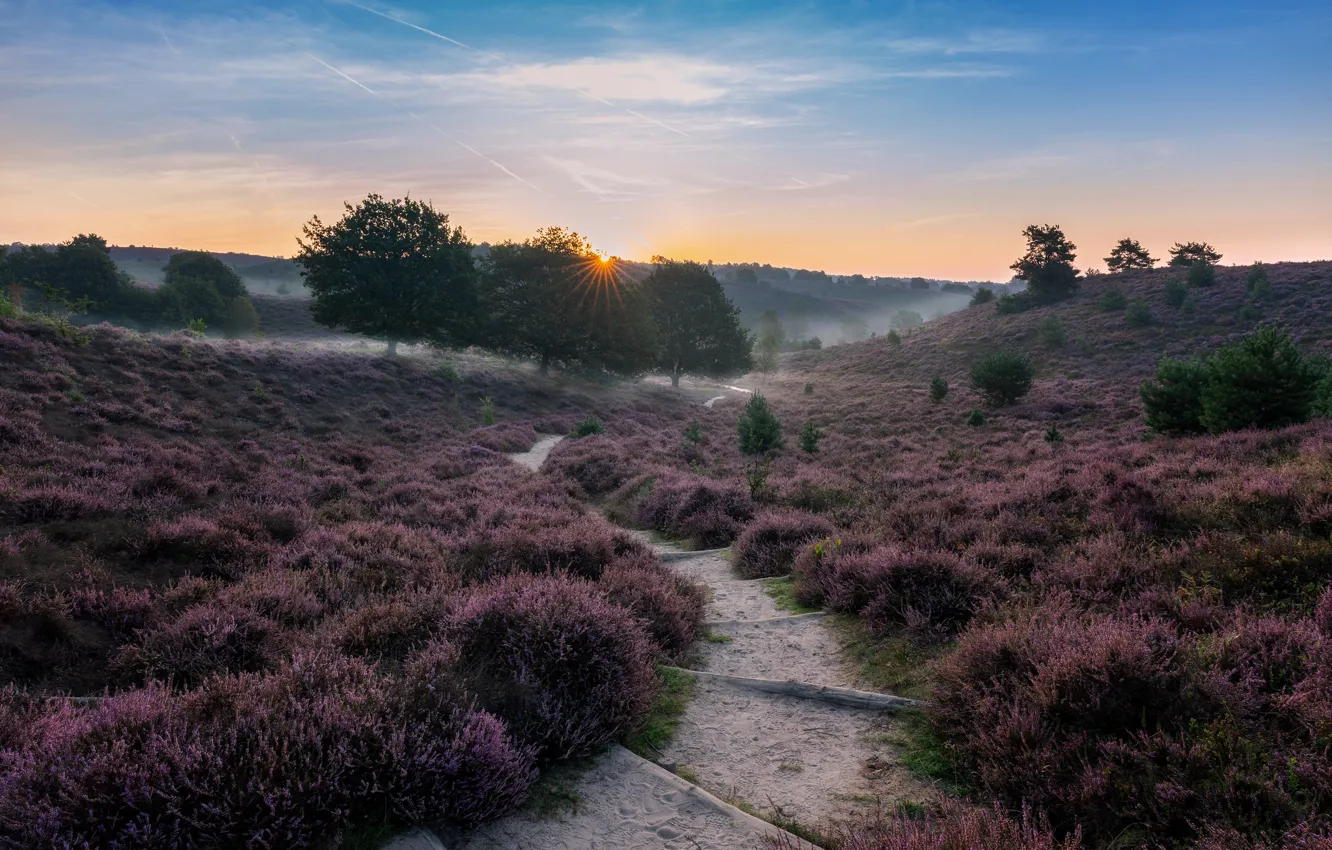 Photo wallpaper trail, Netherlands, Heather
