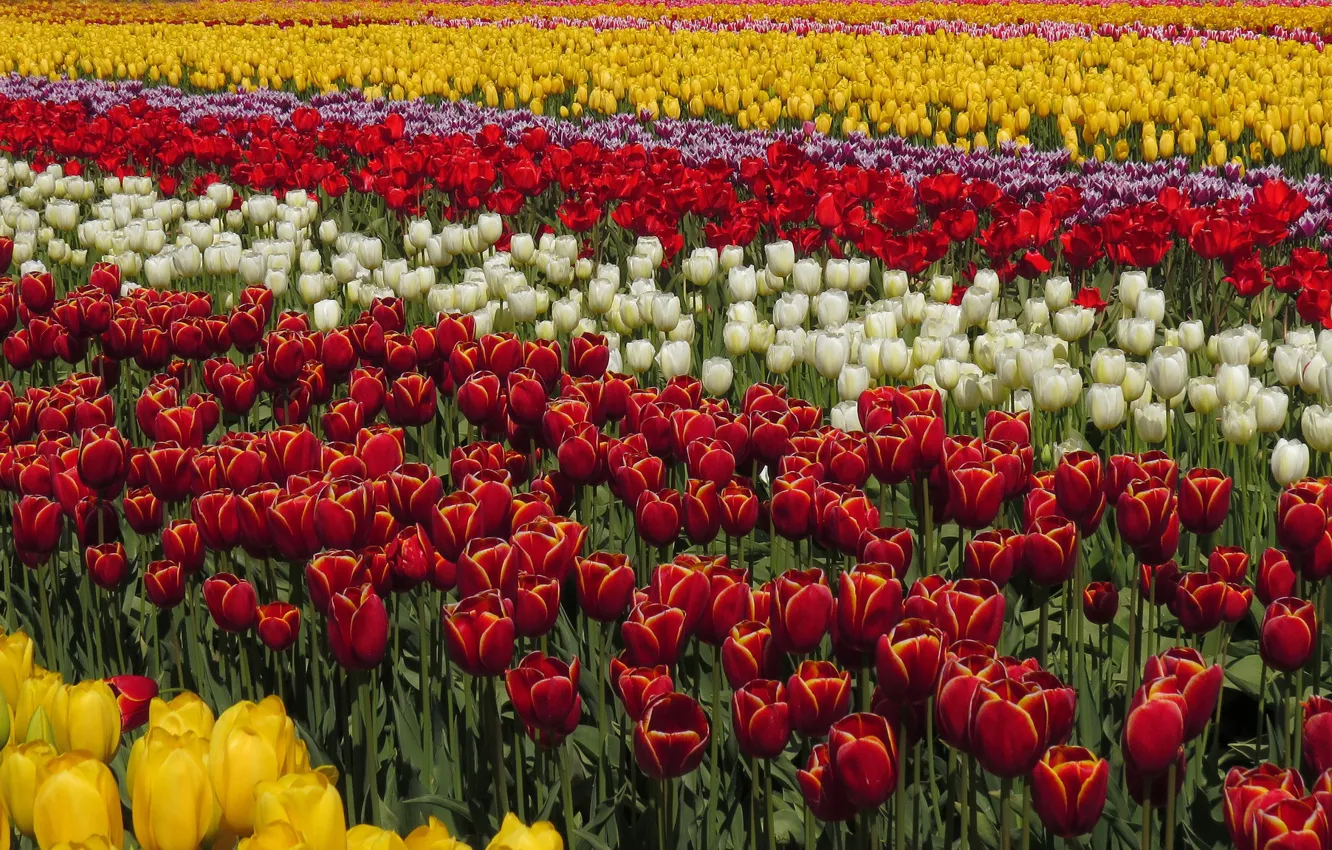 Photo wallpaper field, beauty, spring, tulips