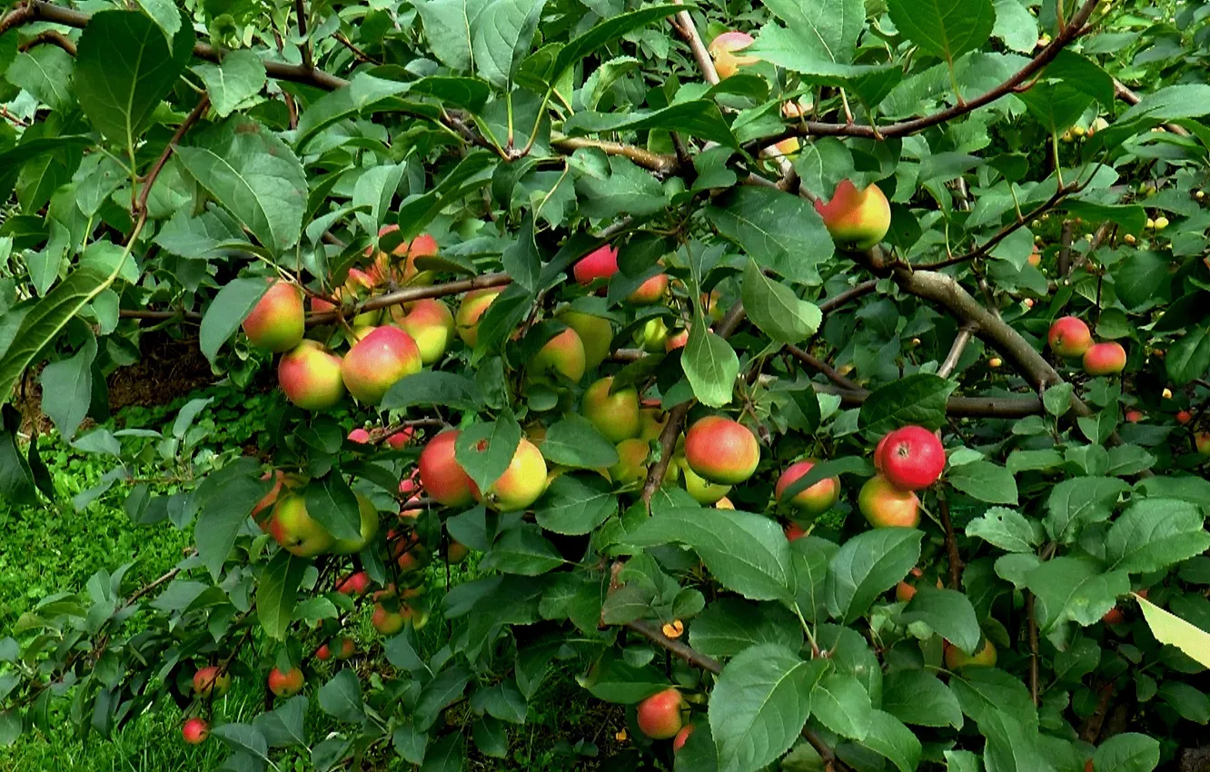 Photo wallpaper summer, trees, apples