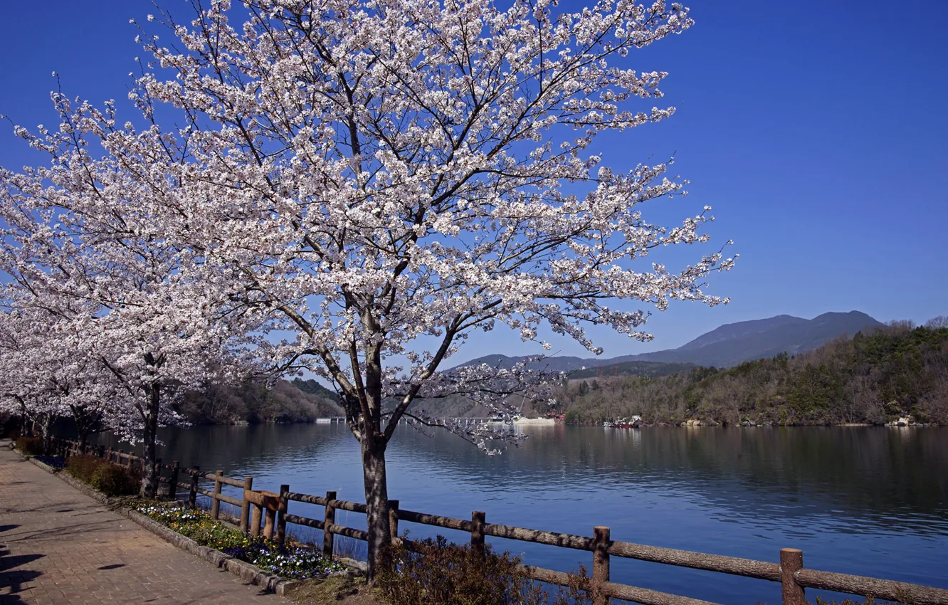 Photo wallpaper river, spring, Japan, Sakura