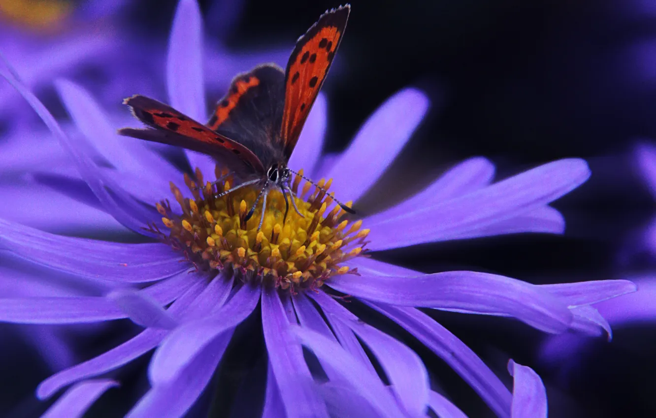 Photo wallpaper flowers, background, butterfly, lilac
