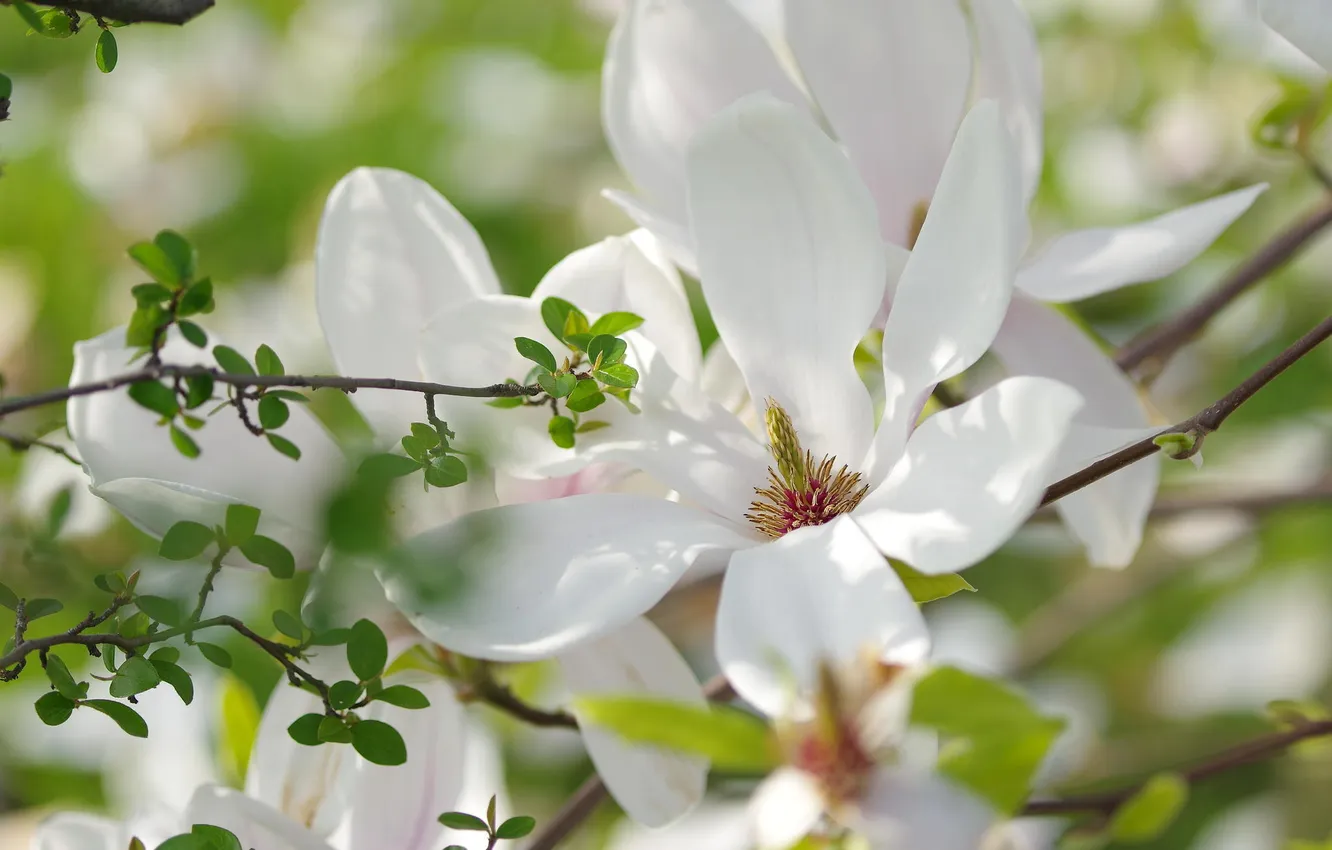 Photo wallpaper white, trees, flowers, spring, Magnolia