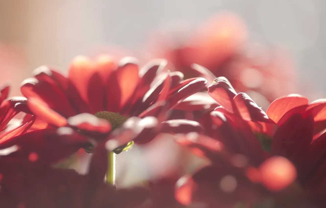 Photo wallpaper flowers, nature, background