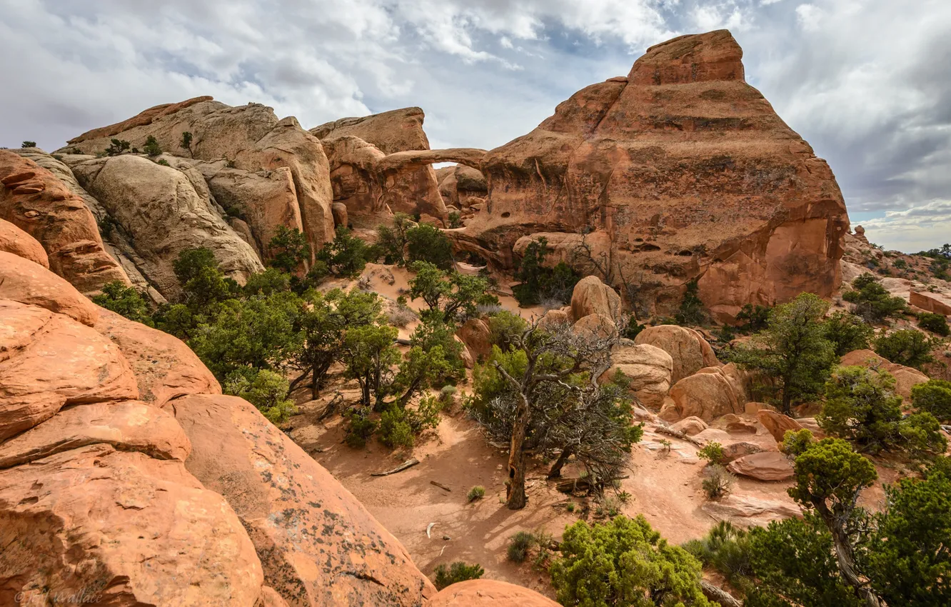 Photo wallpaper trees, desert, Jeff Wallace
