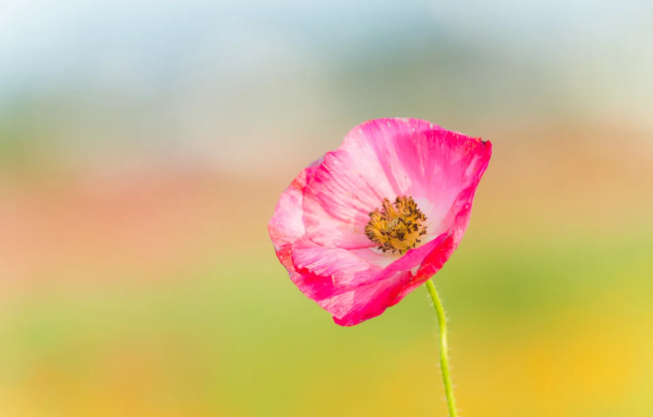 Photo wallpaper background, Mac, pink