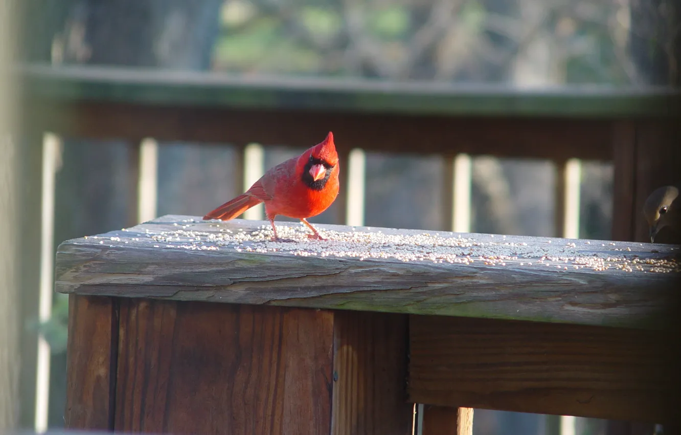 Wallpaper bird, spring, cardinal for mobile and desktop, section ...
