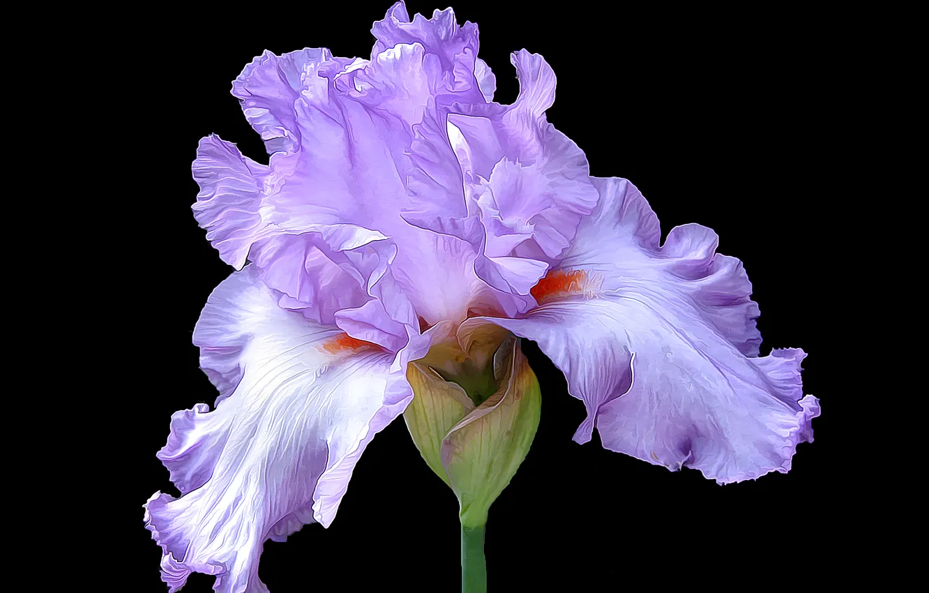 Photo wallpaper flower, macro, petals, iris