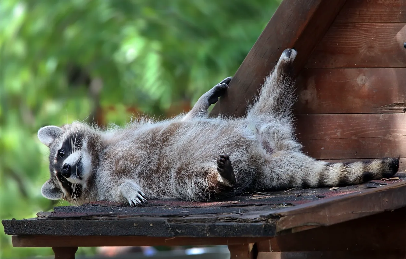 Photo wallpaper roof, summer, nature, stay, the plot, raccoon, fur, zoo