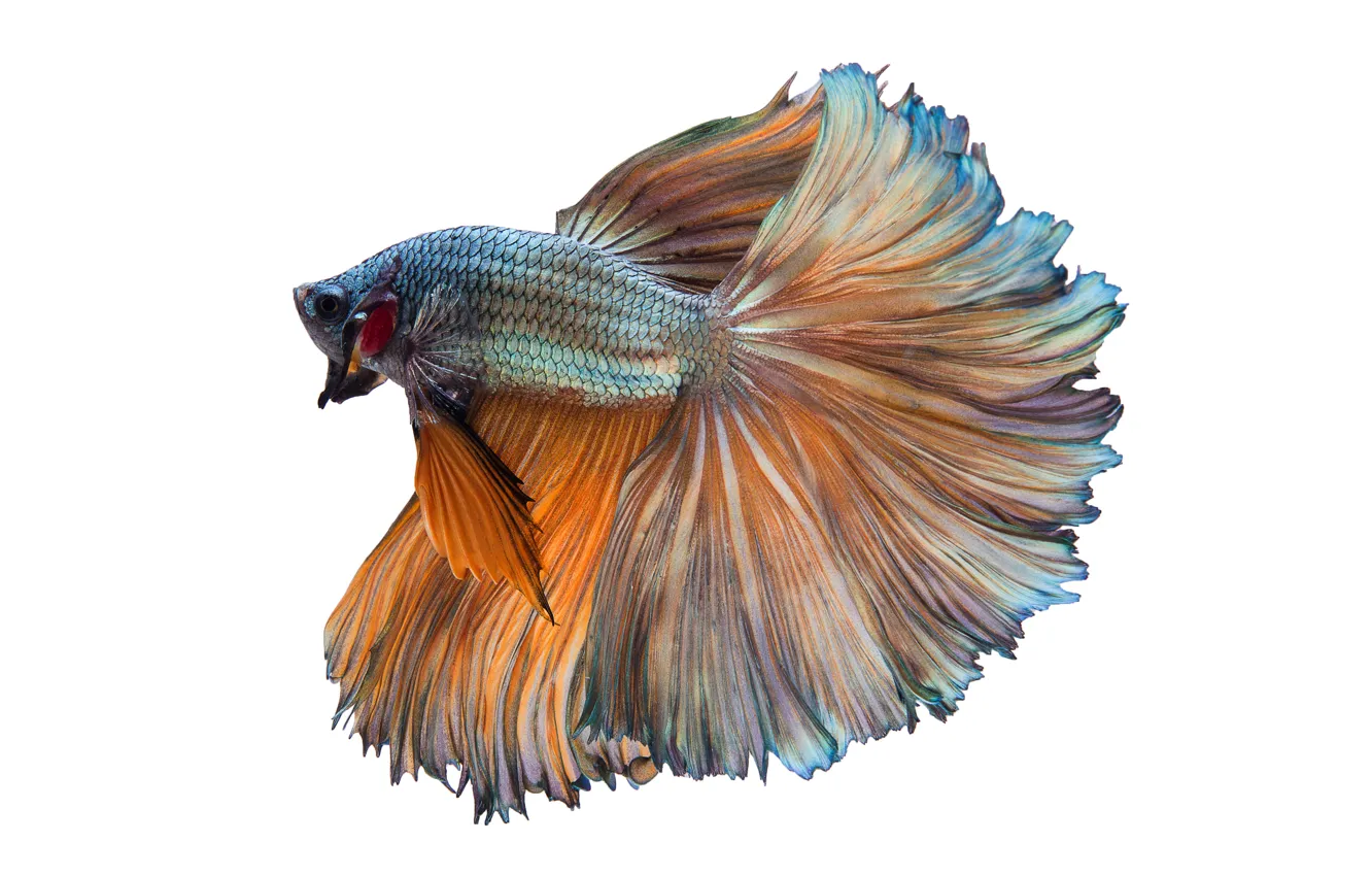 Photo wallpaper white, orange, fish, betta