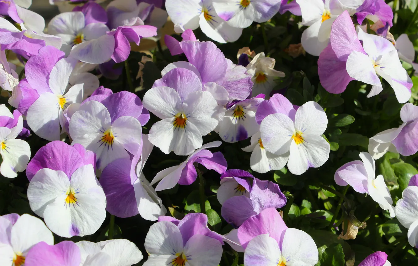 Photo wallpaper flower, spring, Pansies