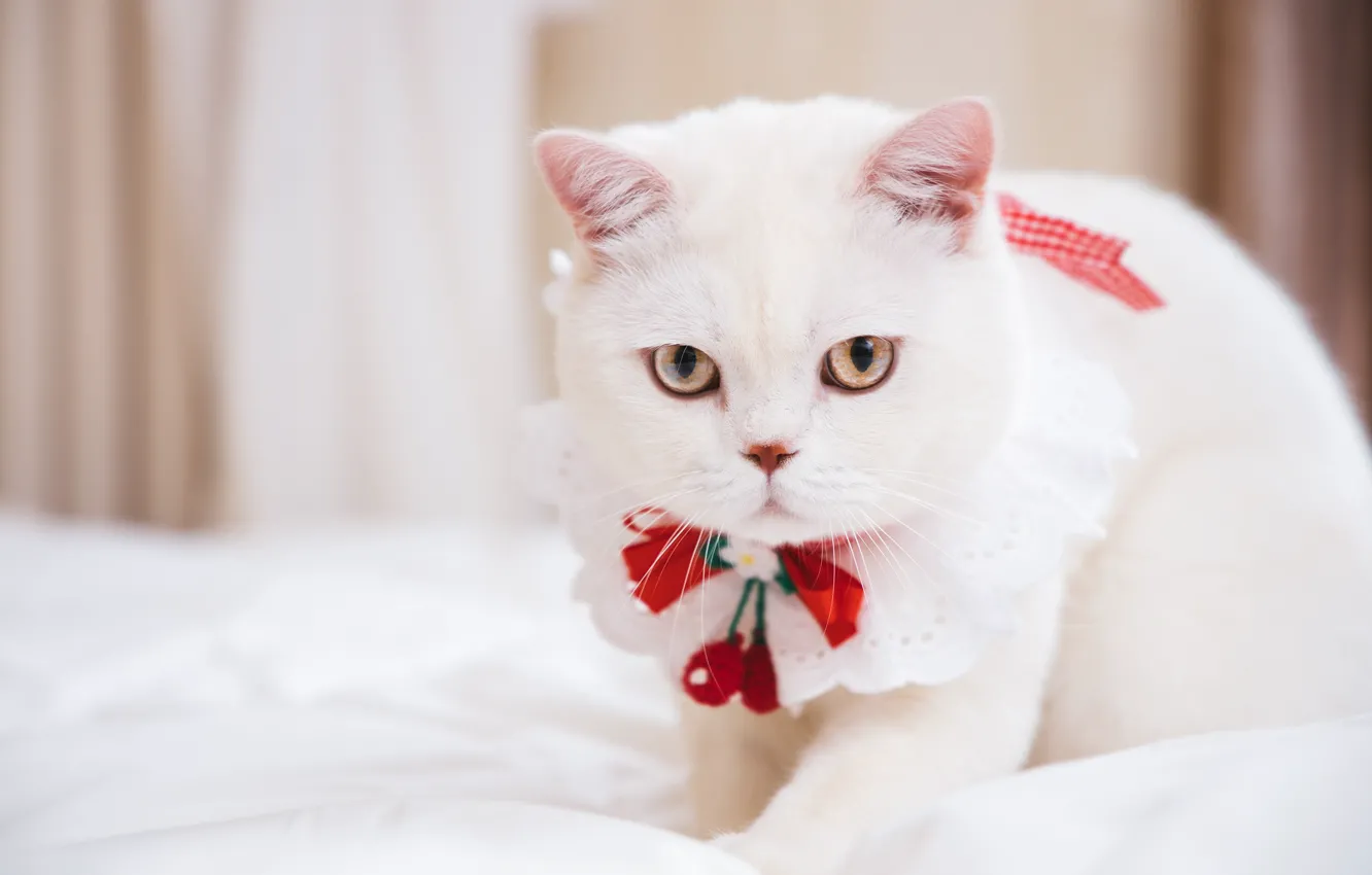Photo wallpaper cat, white, cat, look, decoration, background, portrait, muzzle