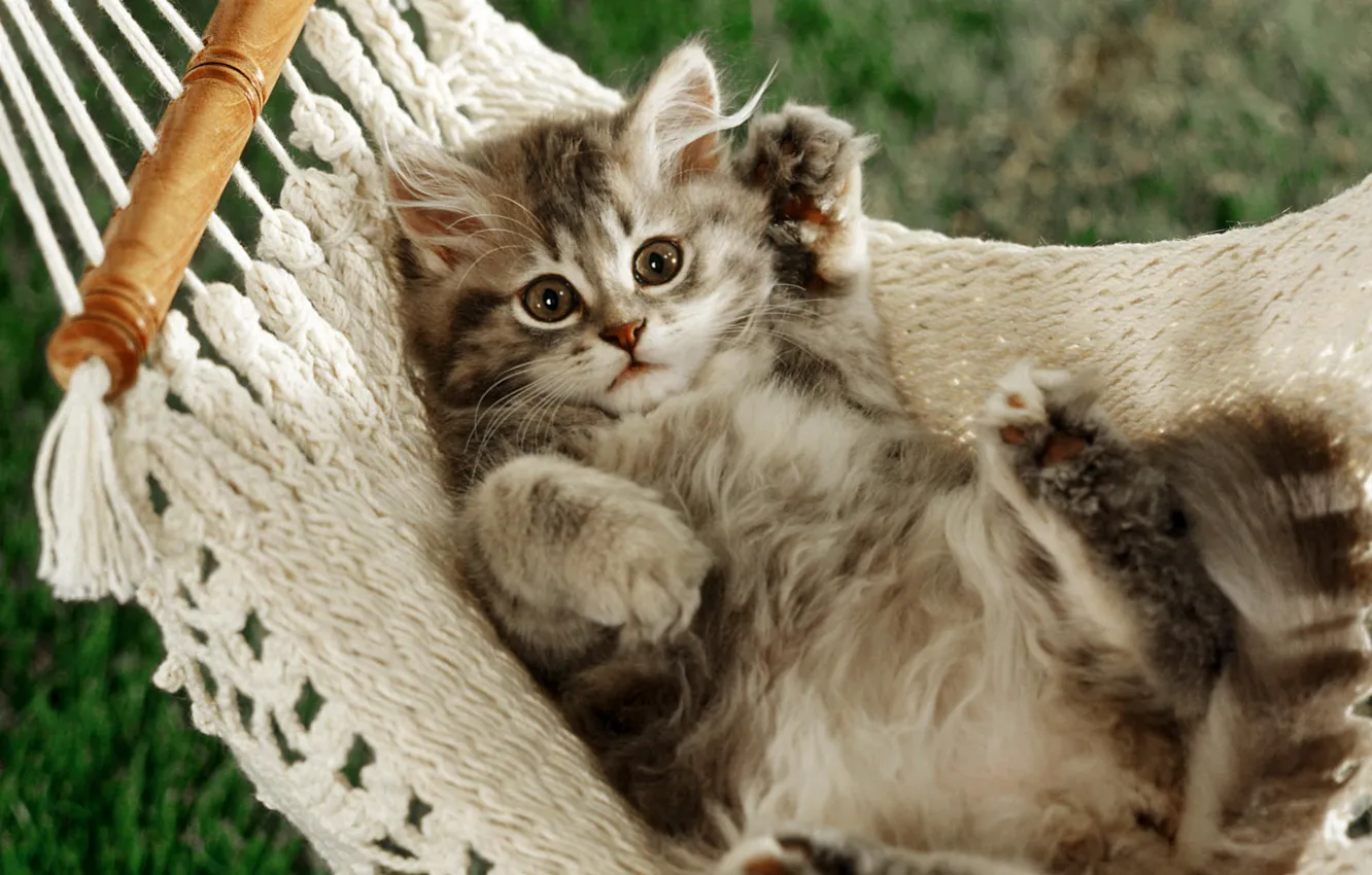 Photo wallpaper cat, paws, hammock