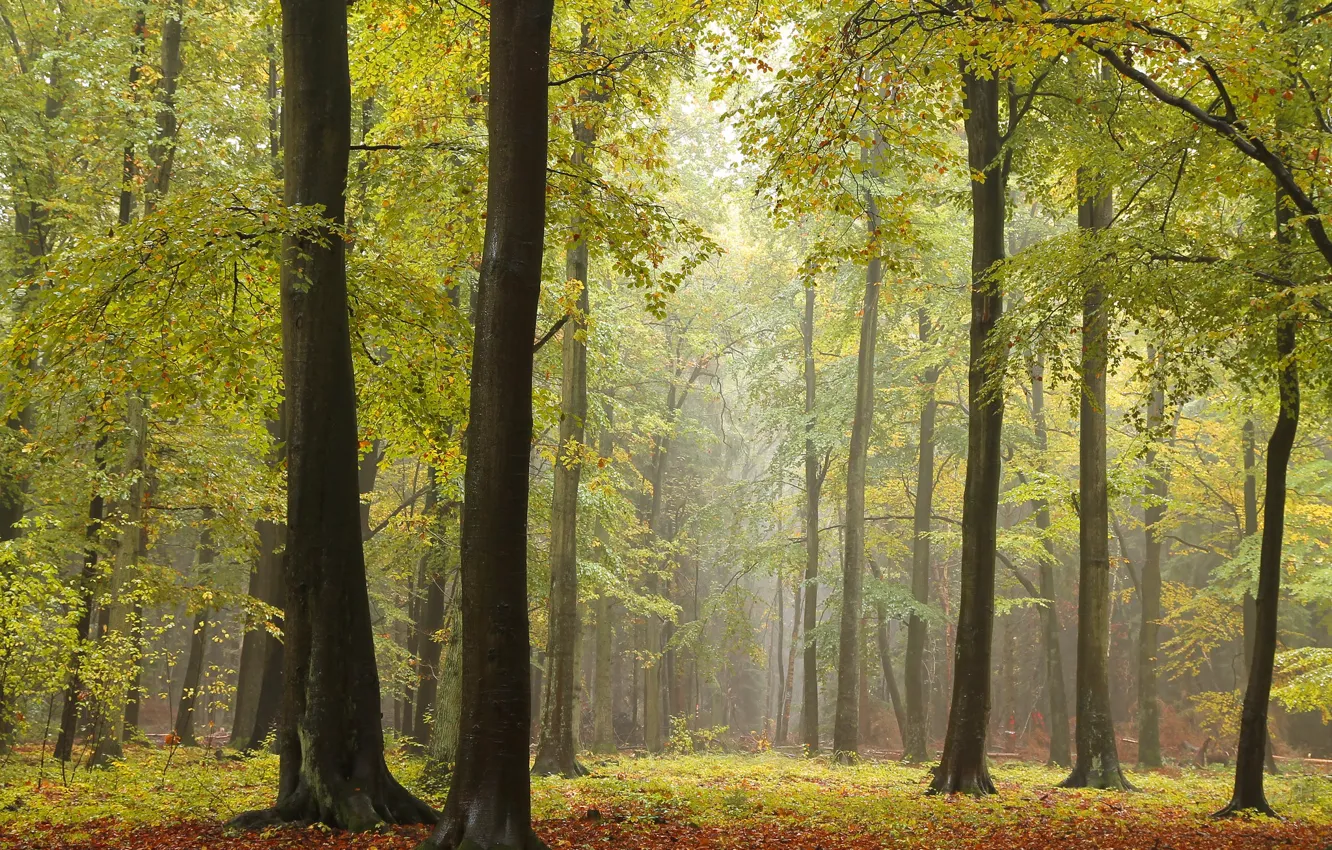 Photo wallpaper autumn, forest, trees, photo, trunks
