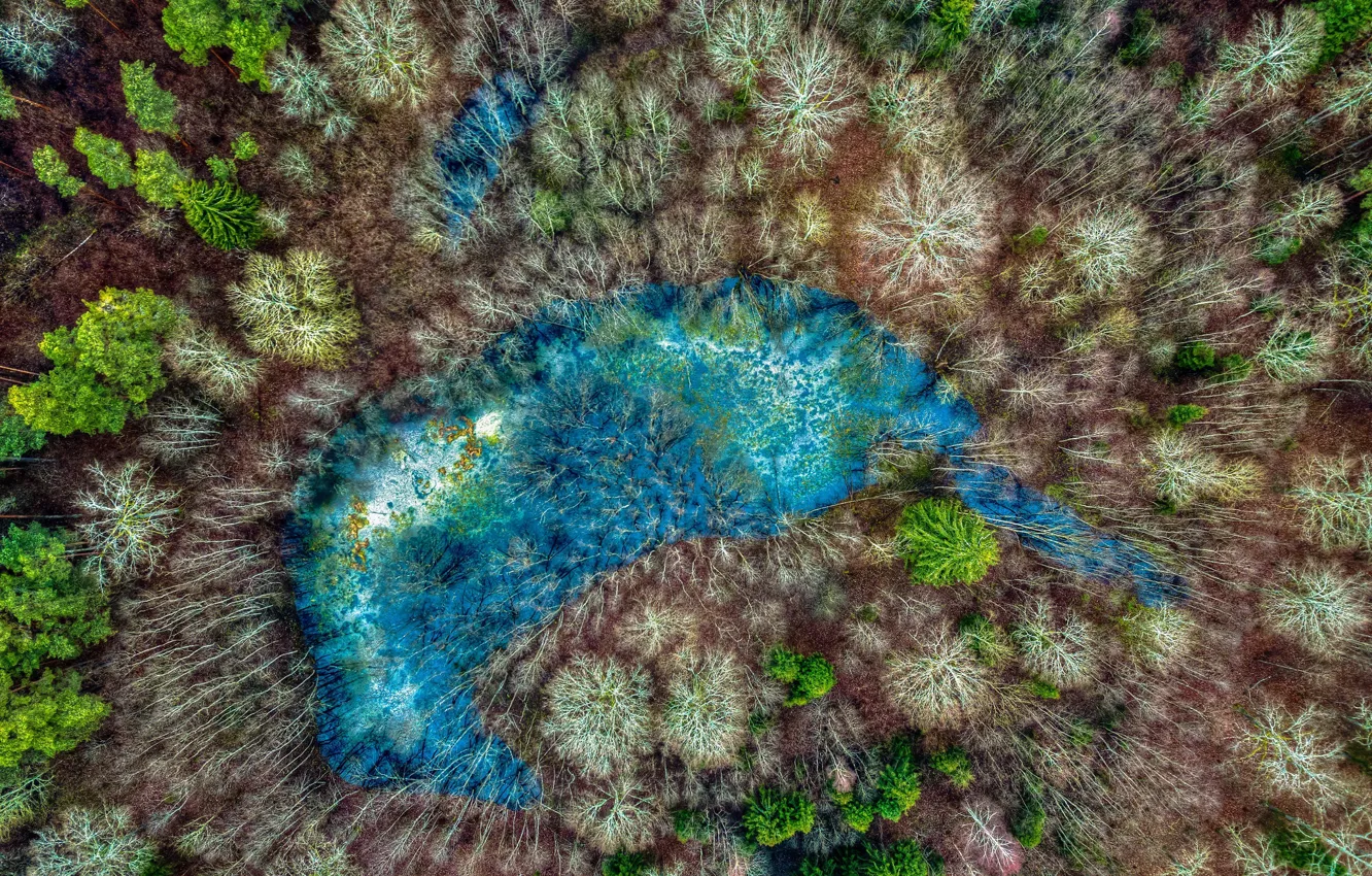 Photo wallpaper forest, nature, lake