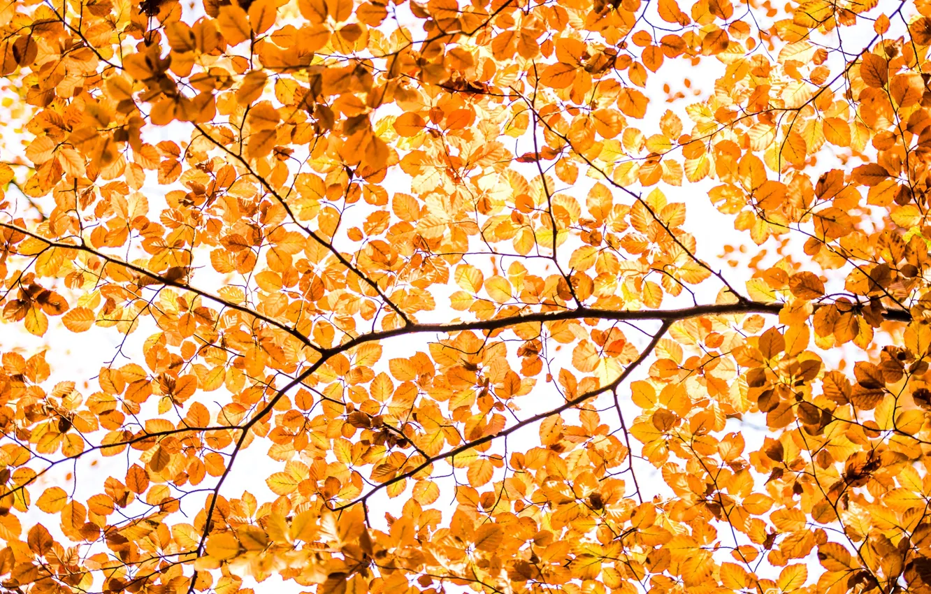 Photo wallpaper autumn, leaves, branches, tree, paint, texture