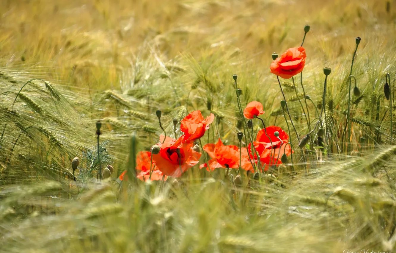 Photo wallpaper field, summer, flowers, Mac