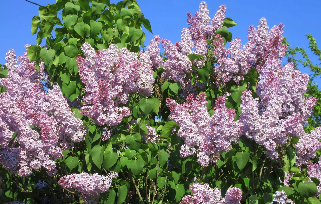 Photo wallpaper Sunny, flowers, spring 2018, Mamala ©, lilac, the sky