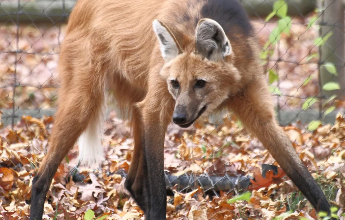 Photo wallpaper fox, animal, Maned wolf