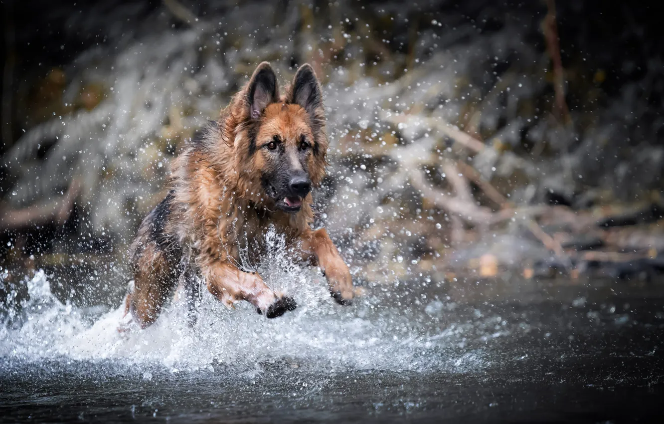 Photo wallpaper water, squirt, dog, German shepherd