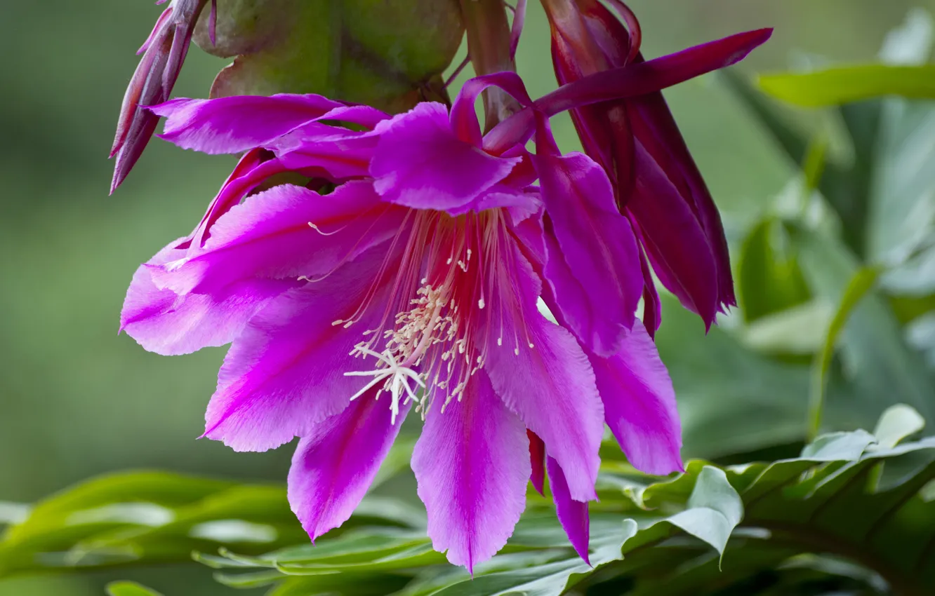 Photo wallpaper macro, cactus, Epiphyllum, Orchid cactus