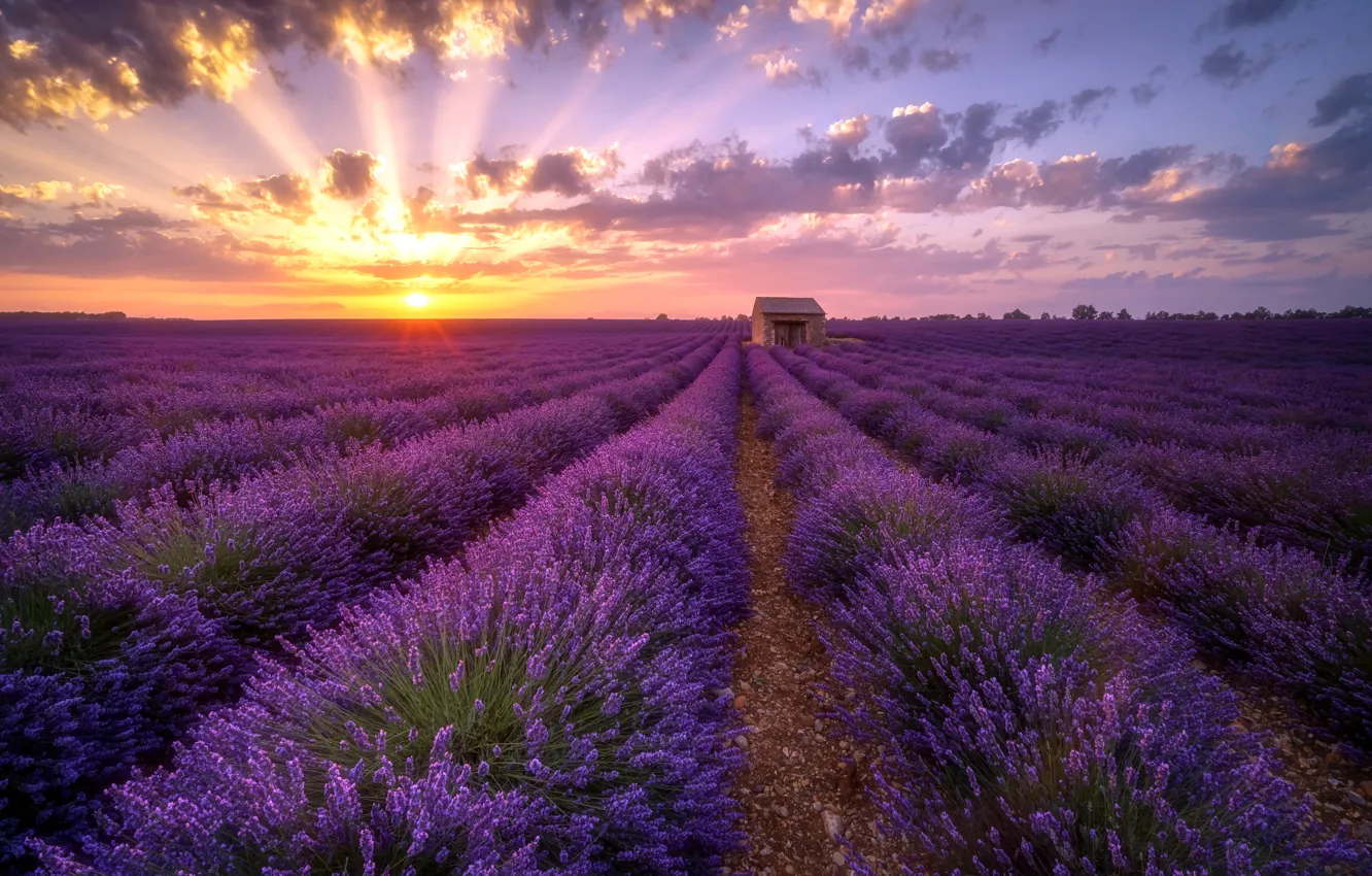 Photo wallpaper field, summer, sunset, house, lavender