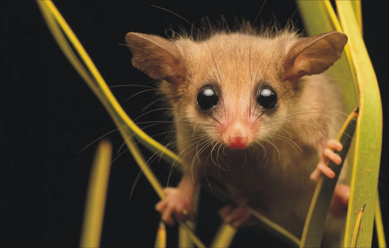 Photo wallpaper look, nature, hat, rodent, a rare animal