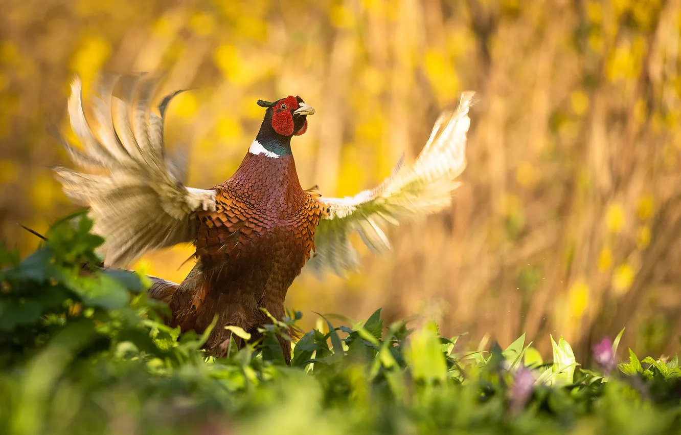 Photo wallpaper bird, wings, pheasant