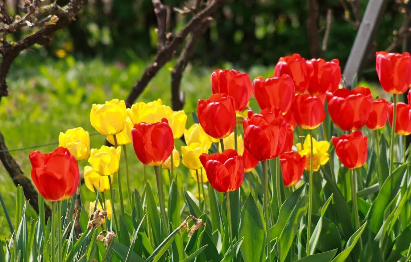 Photo wallpaper Spring, Spring, Red tulips, Red tulips, Yellow tulips, Yellow tulips