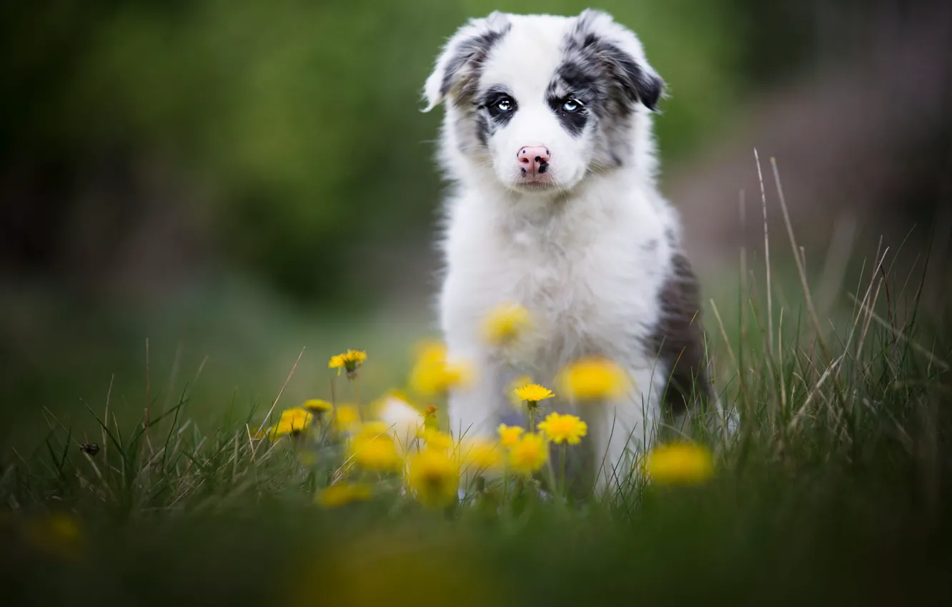 Photo wallpaper grass, look, nature, glade, portrait, dog, spring, cute