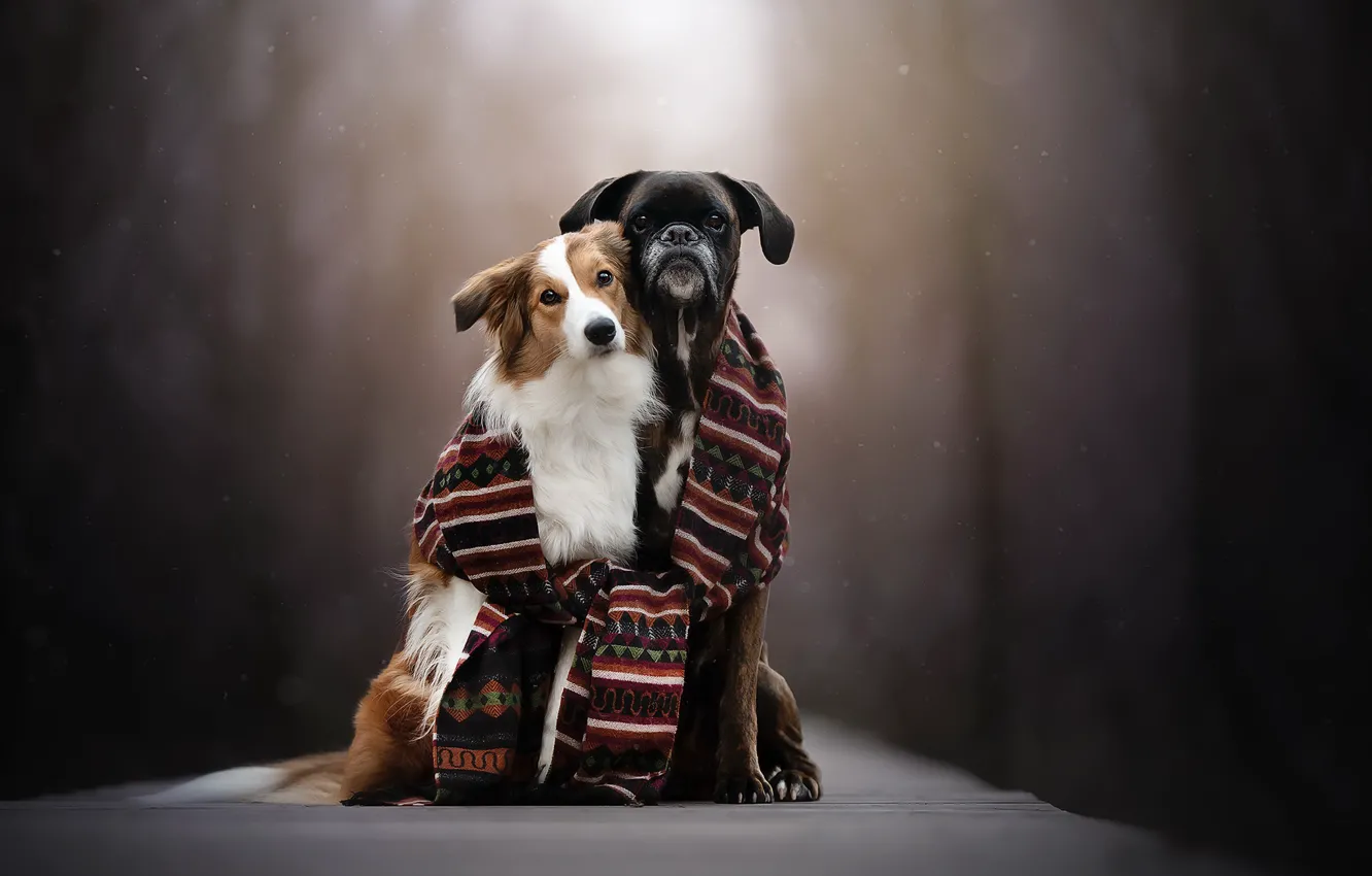 Photo wallpaper dogs, background, scarf