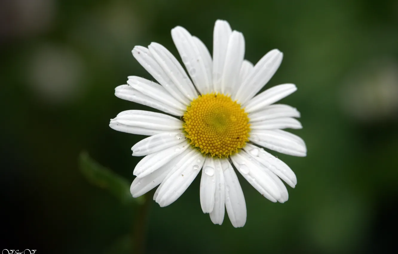 Photo wallpaper flowers, beautiful, For the soul