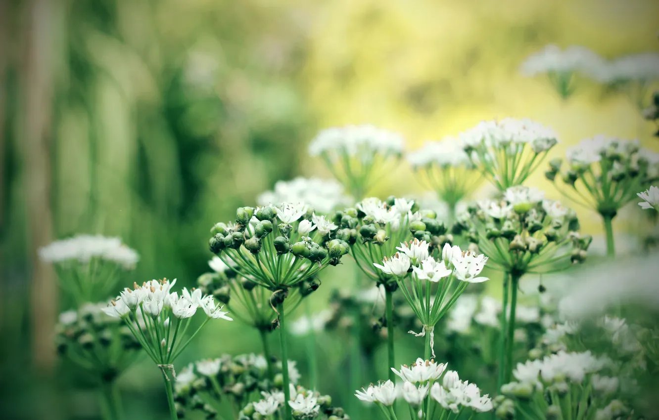 Photo wallpaper flowers, stem, bokeh