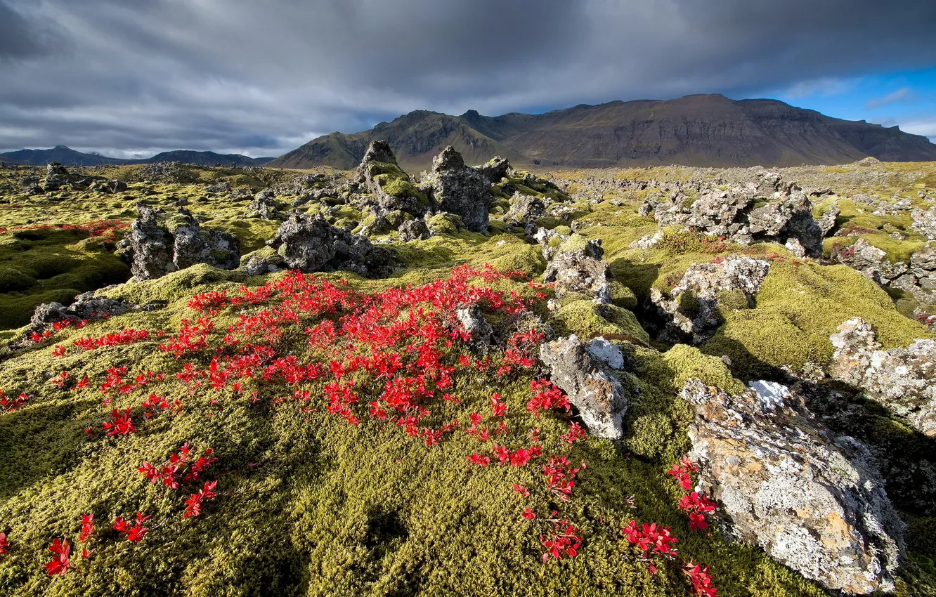 Photo wallpaper rock, field, Iceland, basalt