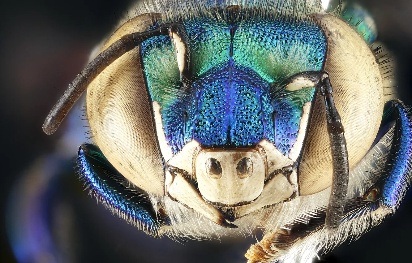 Photo wallpaper insect, head, Male, Euglossa dilemma, compound eye, funiculus